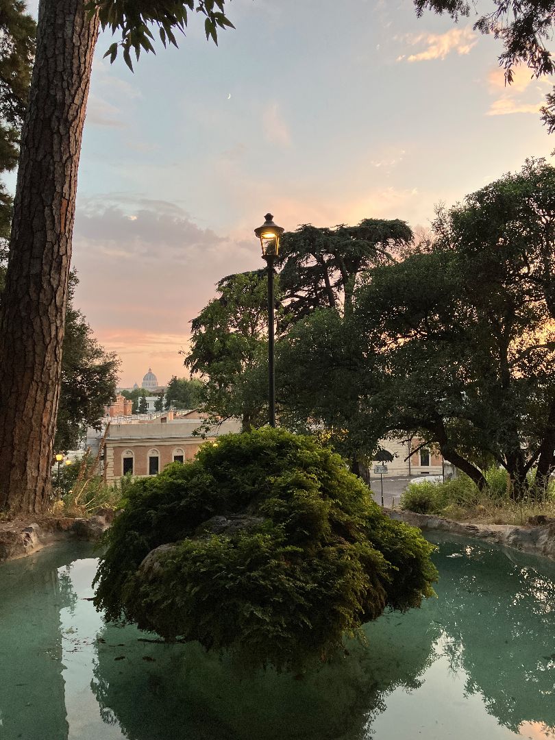 Tree within a fountain in Rome