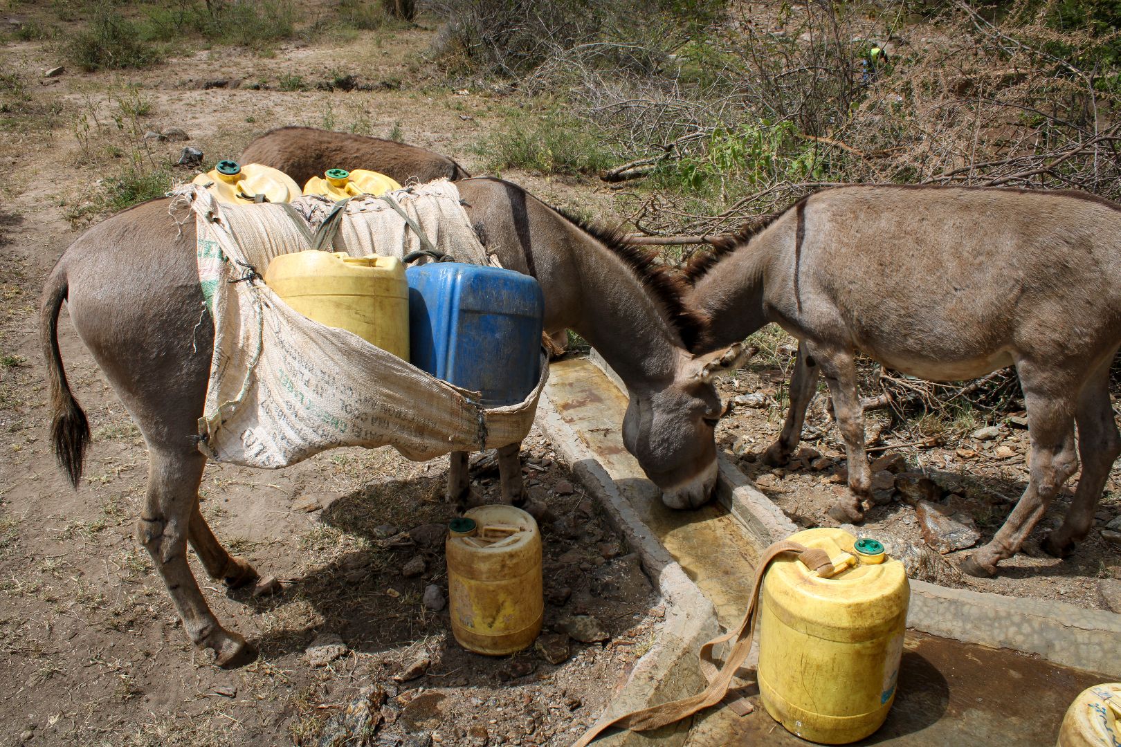 Donkeys at water station