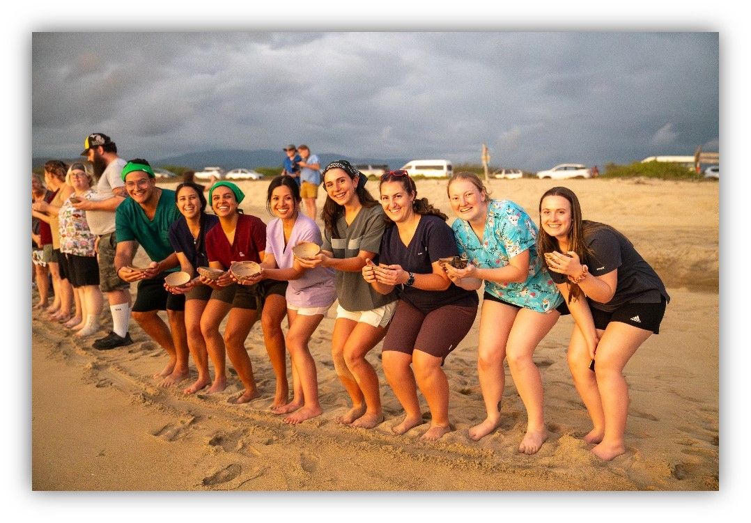 Group of students releasing sea turtles on the beach