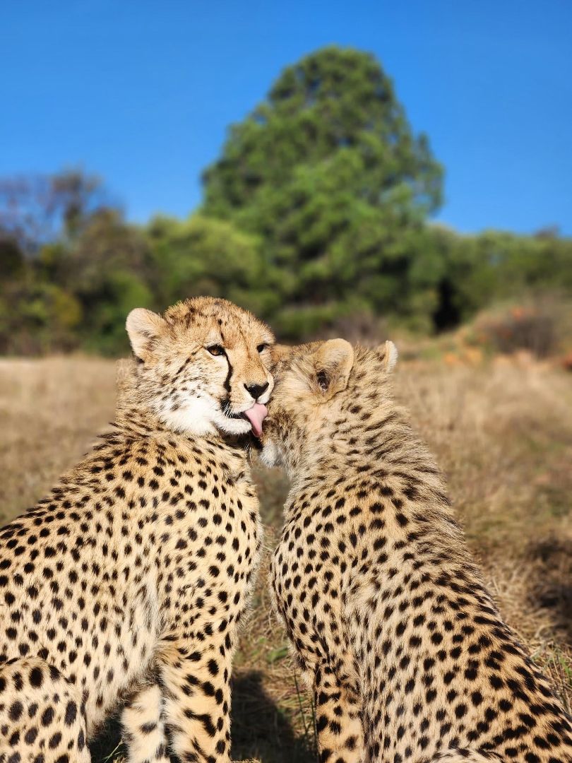 Two cheetahs with one sticking its tongue out