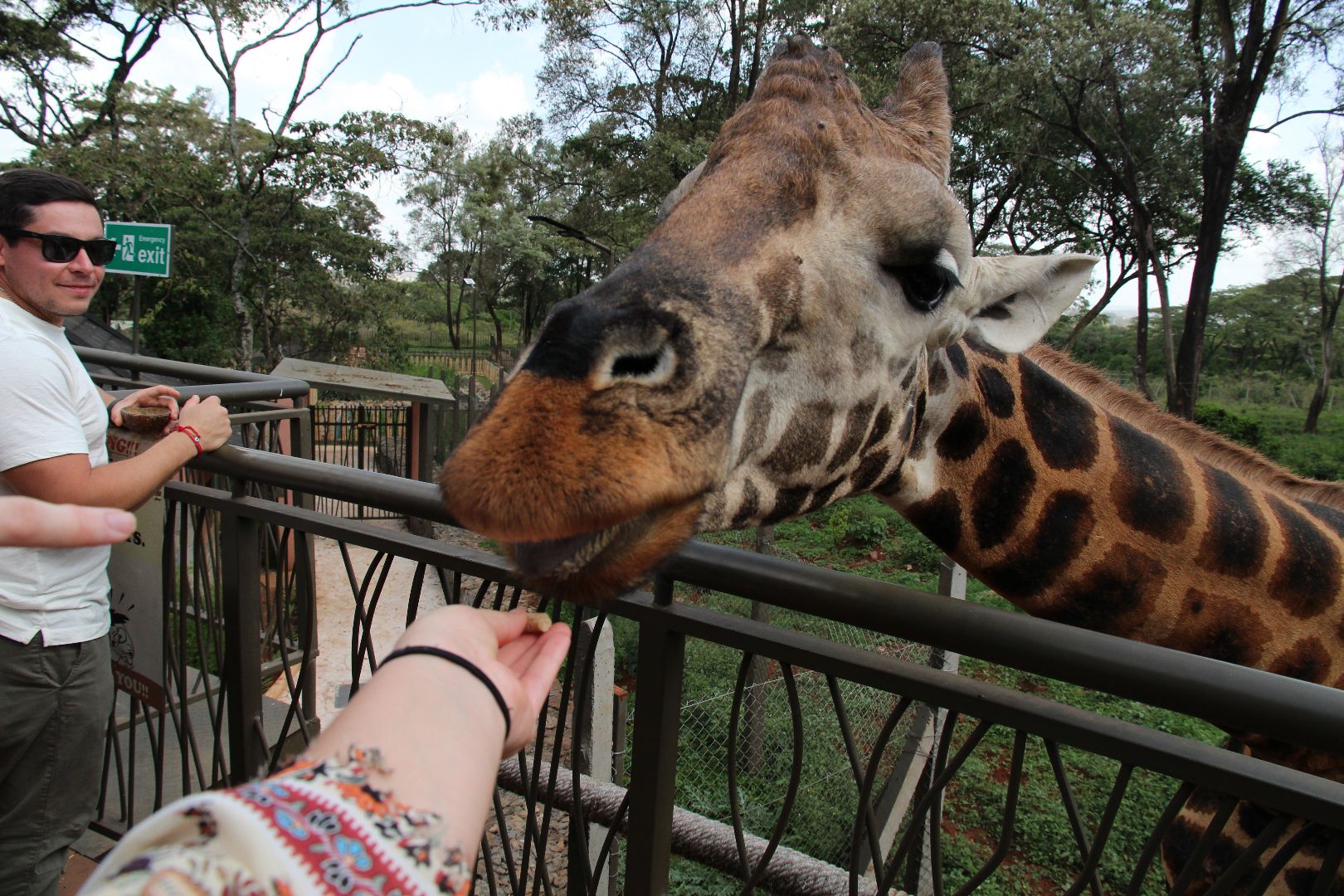 Student feeding giraffe in Kenya