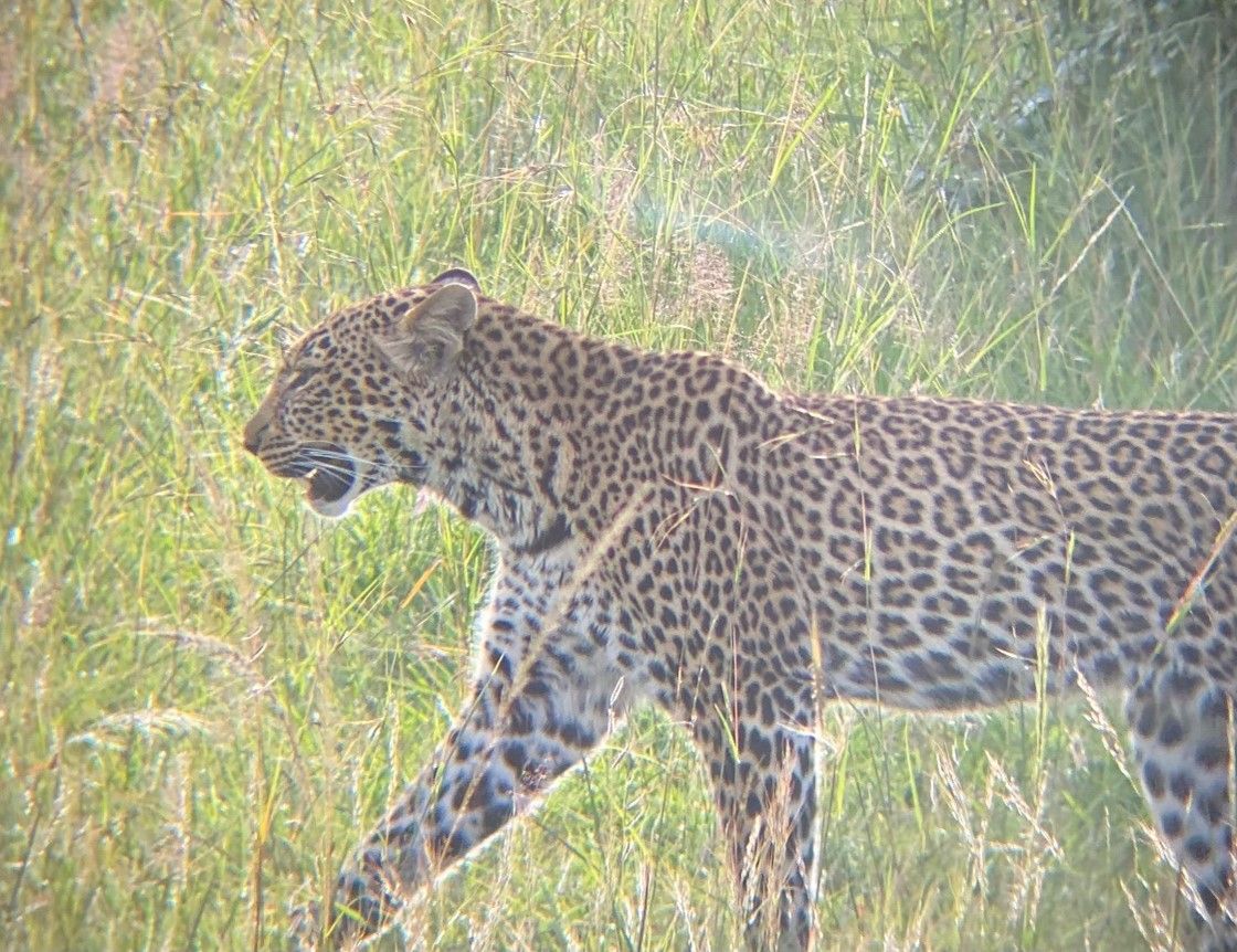 Leopard walking in grass in Kenya