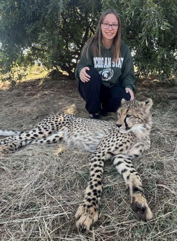 Victoria wearing an MSU sweatshirt kneeling next to a cheetah