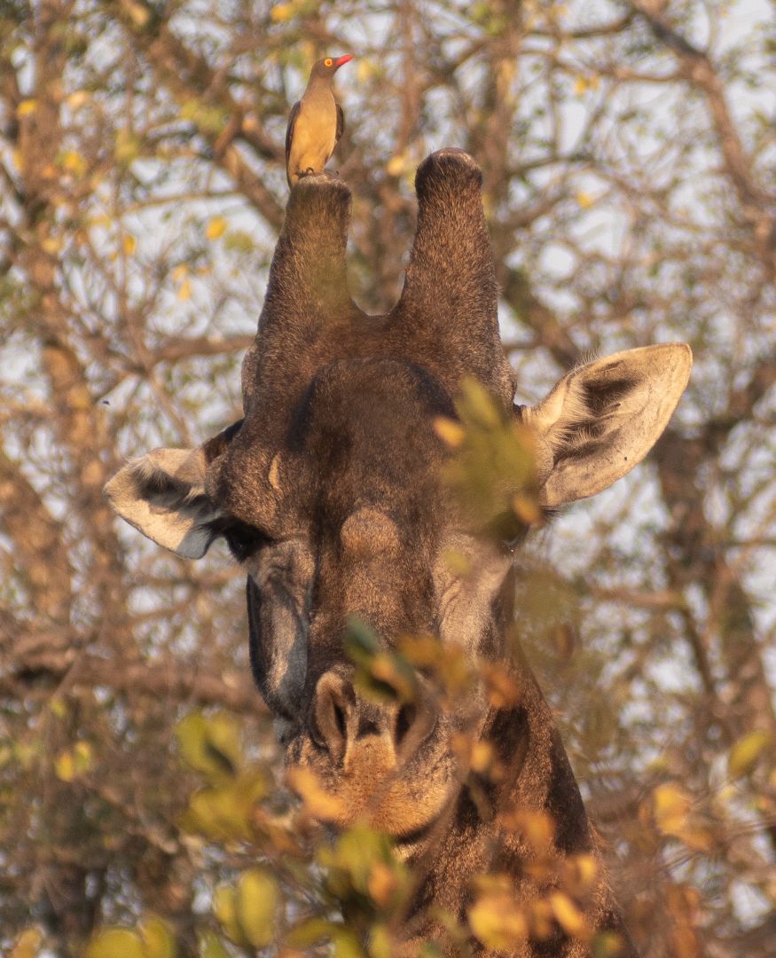 Close up photo of Giraffe