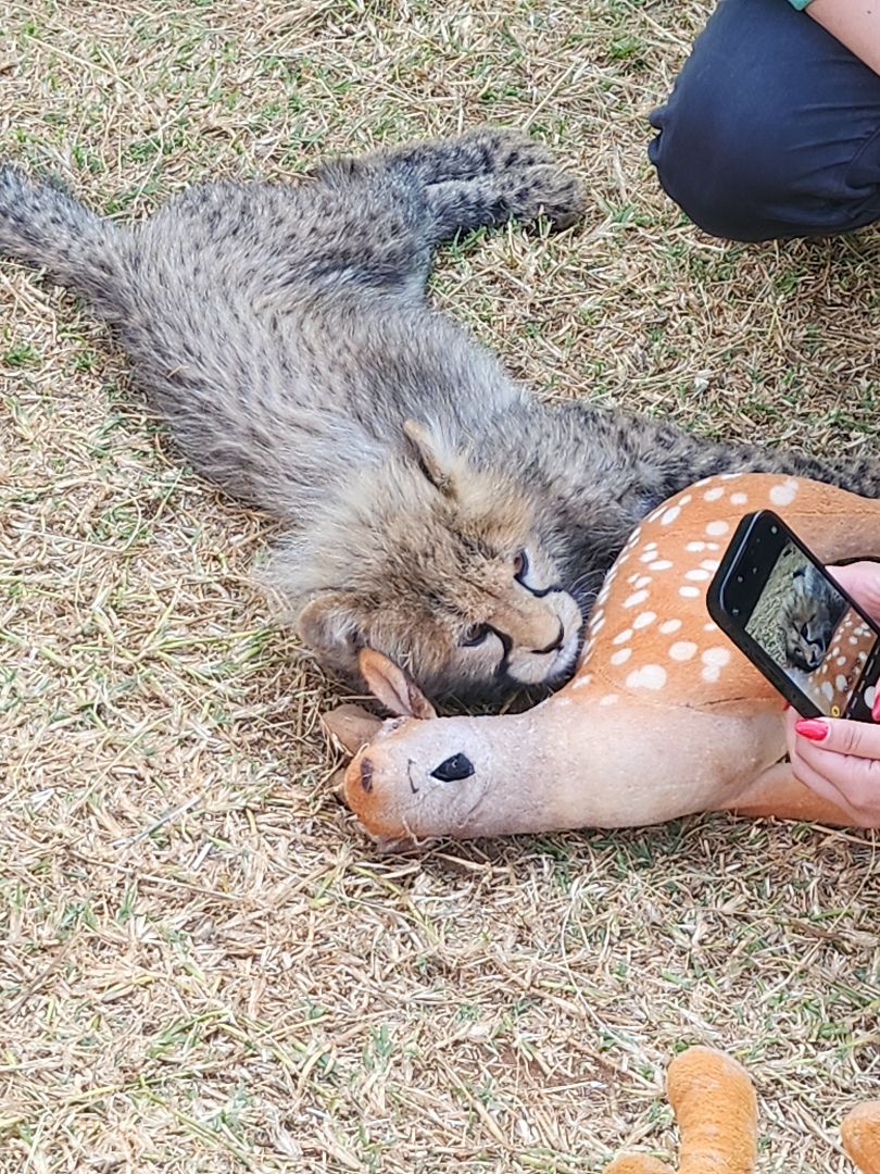 Baby cheetah laying next to a stuffed animal