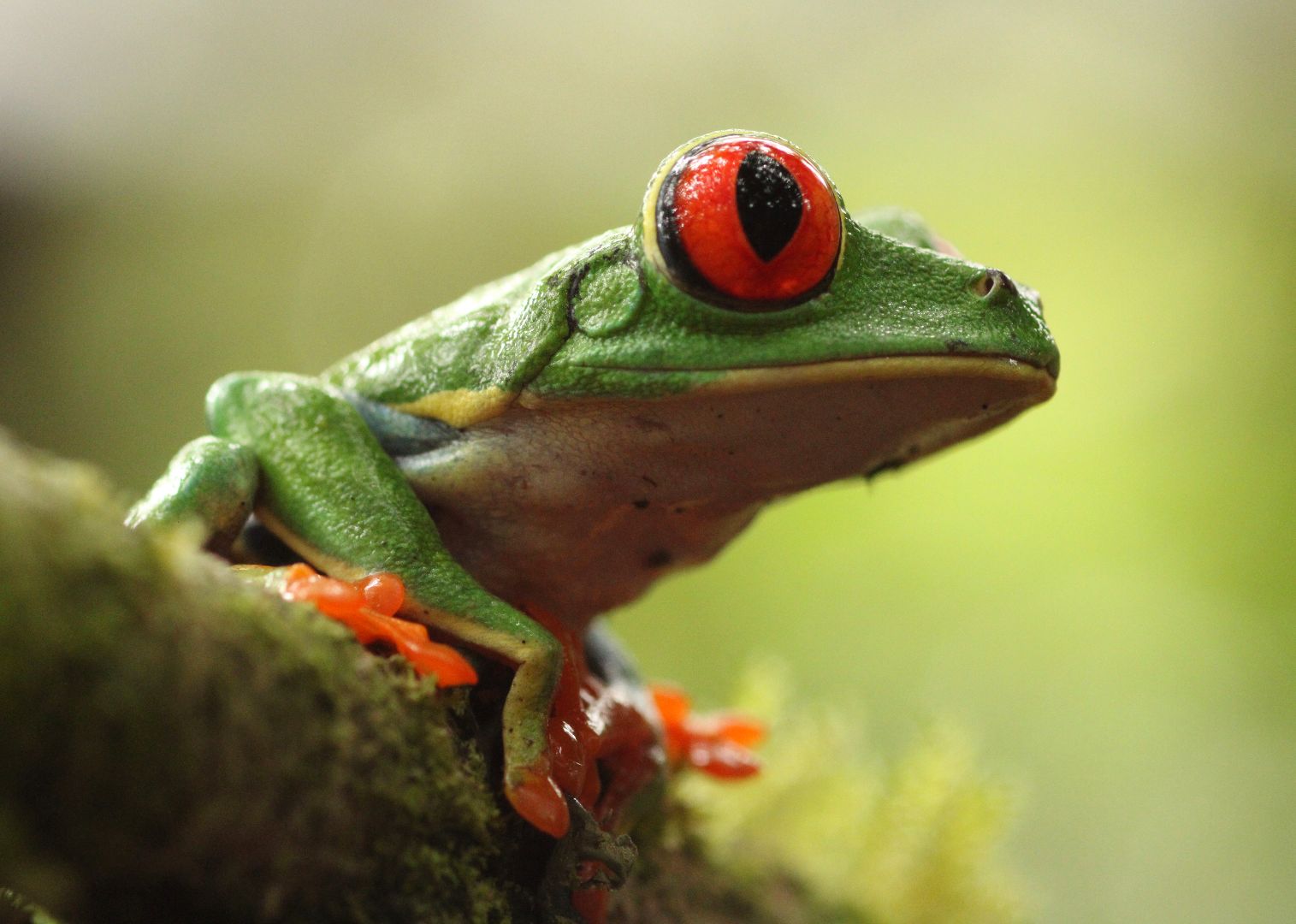 Close up of a red-eyed tree frog in Costa Rica