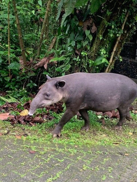 Tapir walking through rainforest of Costa Rica