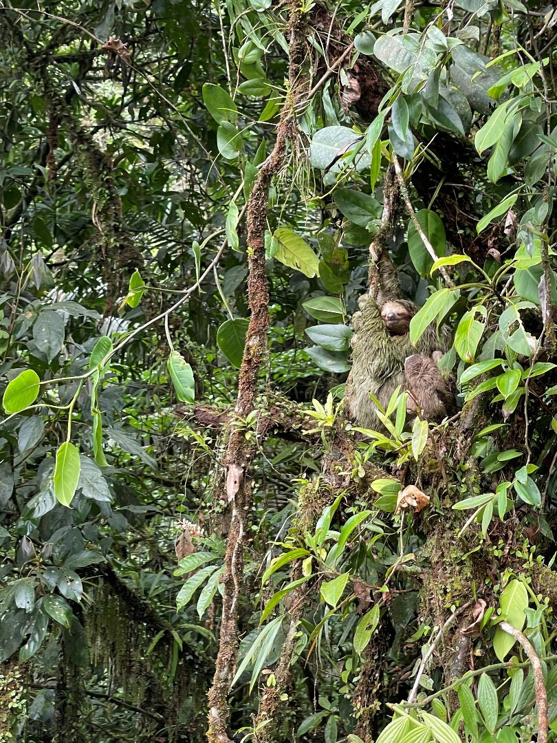 Sloth in tree in Costa Rica