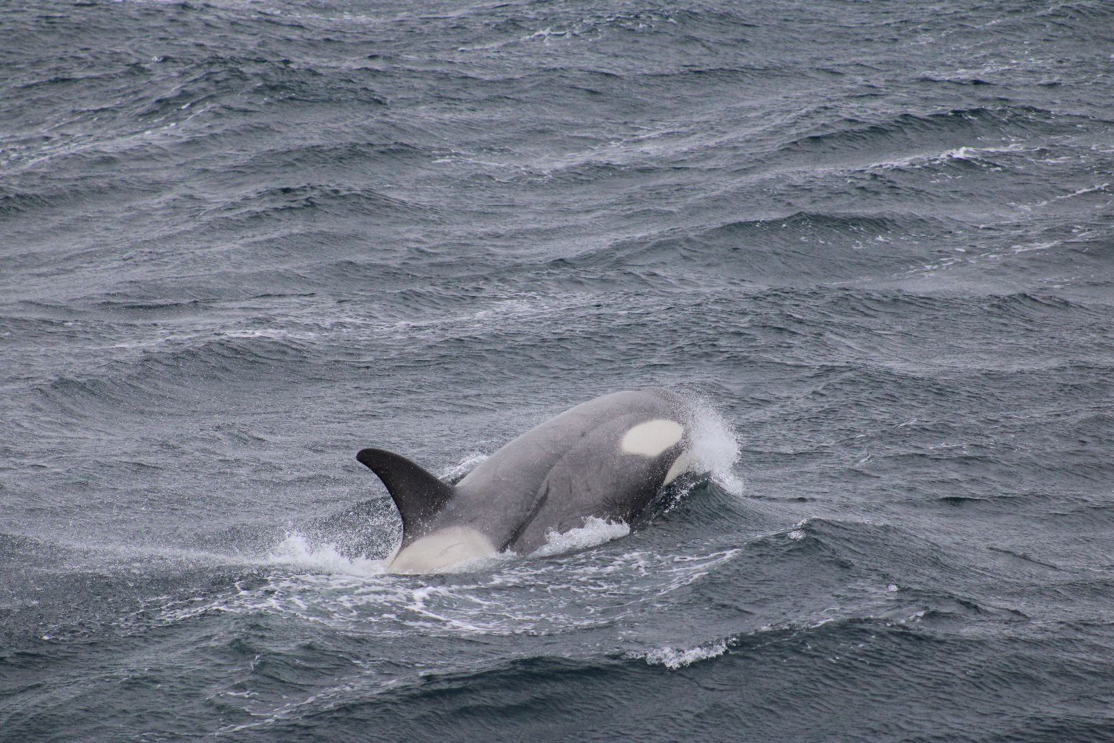 An Orca swimming in ocean