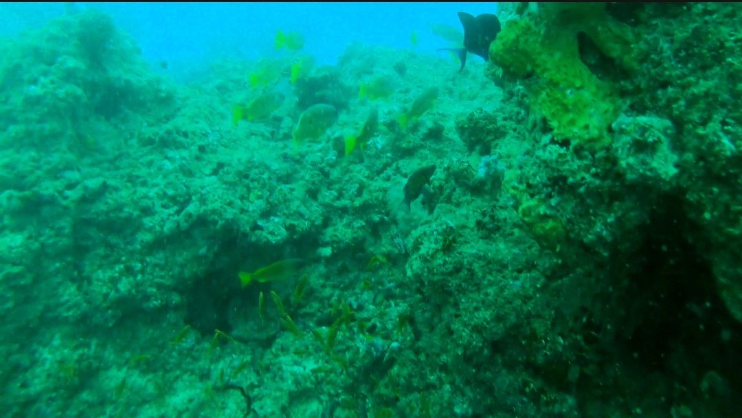 Fish on a reef in Mozambique