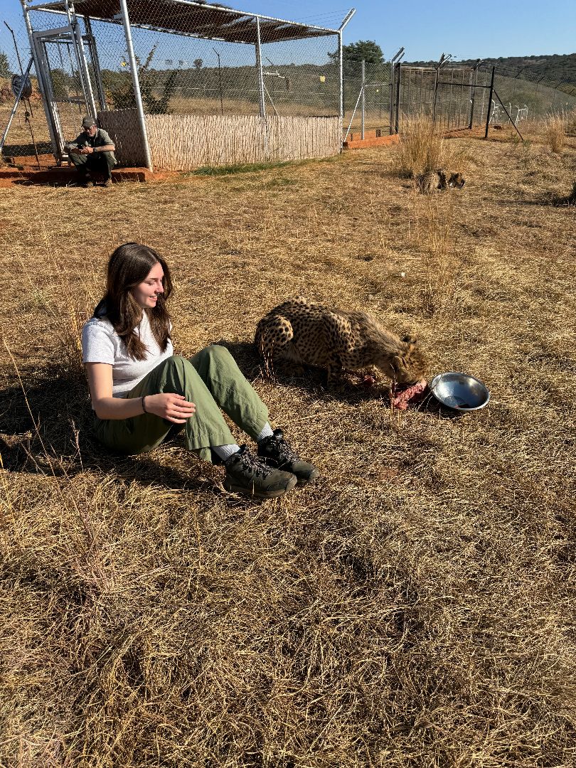 Alivia sitting next to a cheetah eating a peice of meat in South Africa