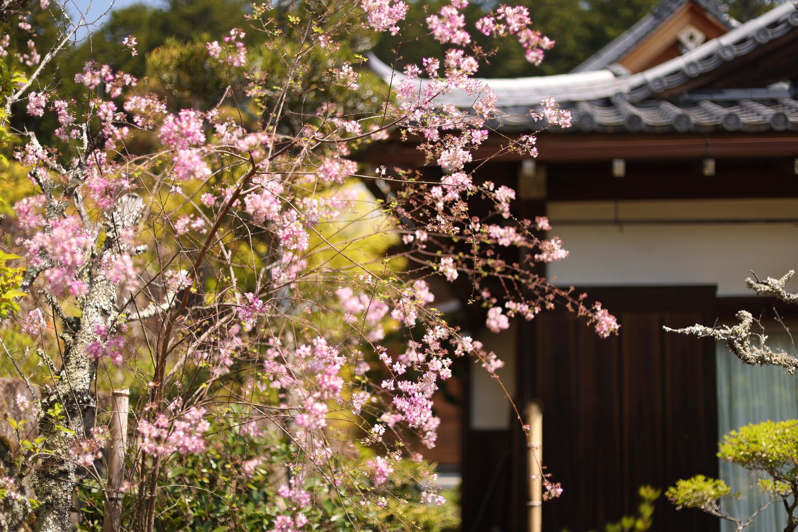 Flowering branches in front of Saio-ji temple