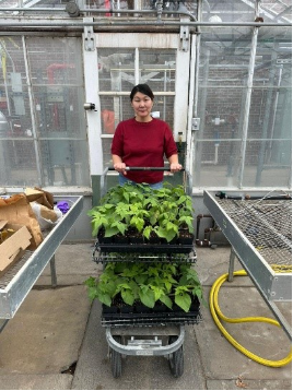 Dukenbayeva stands in a greenhouse with carts of young plants, holding a cart handle surrounded by rows of seedlings.