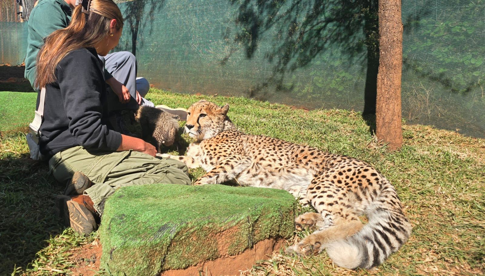 Kerrigan sitting next to a cheetah