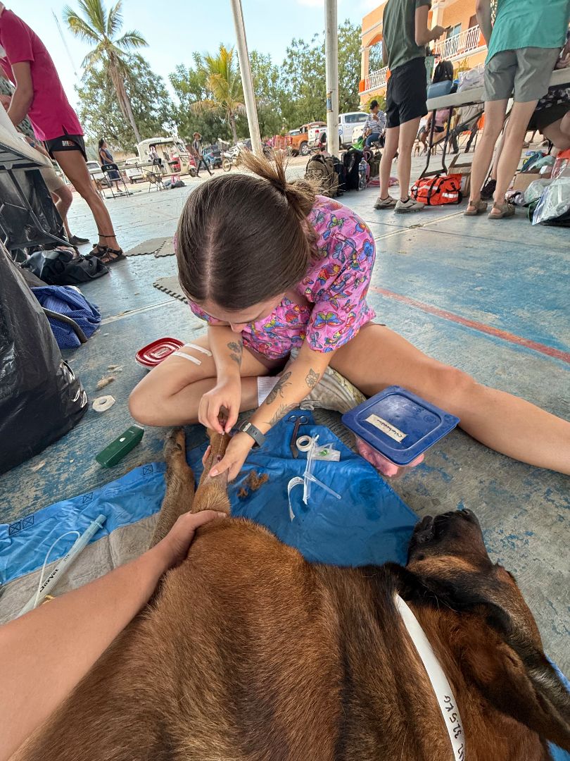 Emilee placing a catheter into a dog in Mexico