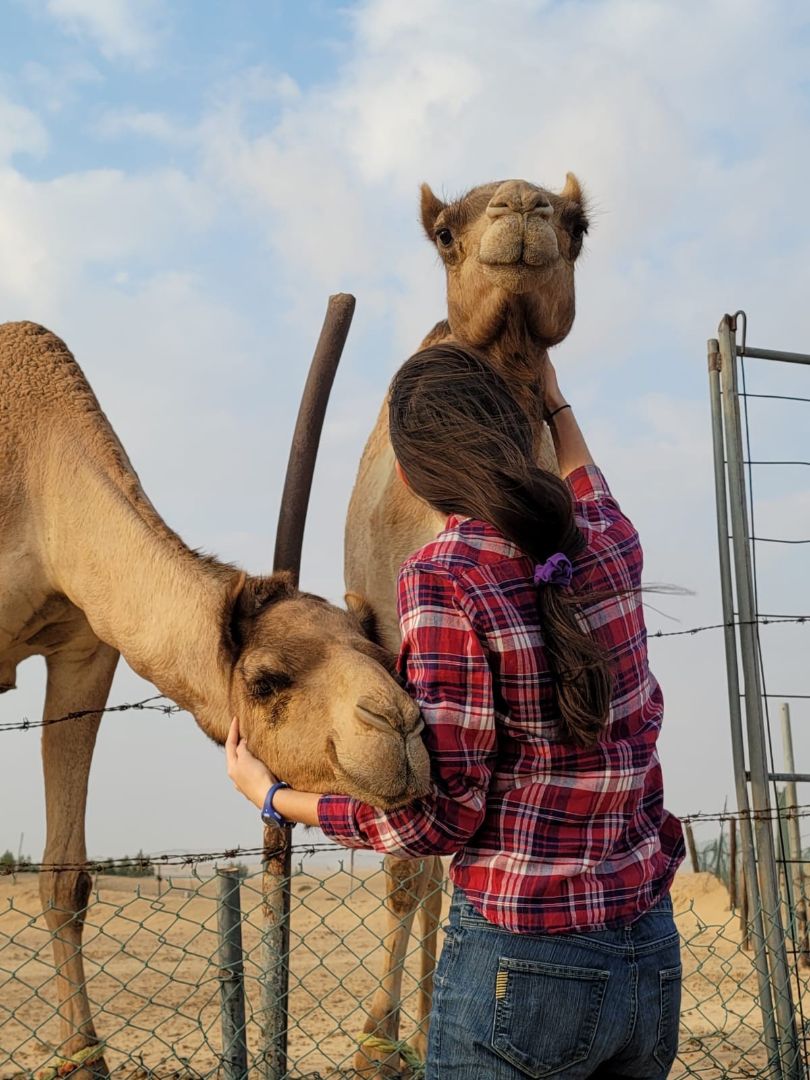 Camels.jpg