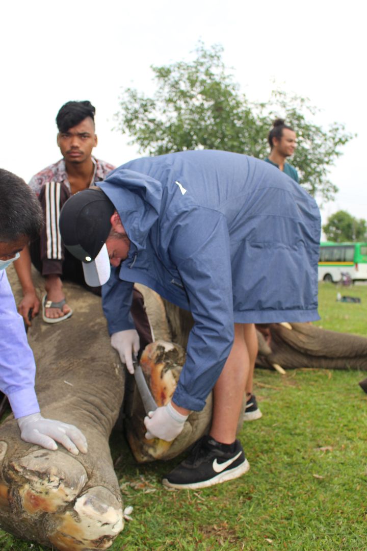 Zachary helping to file elephant's foot in Nepal