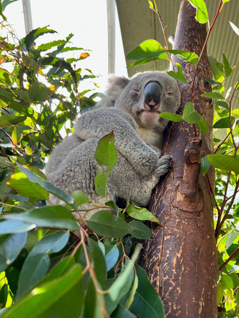 Koala sleeping in a tree