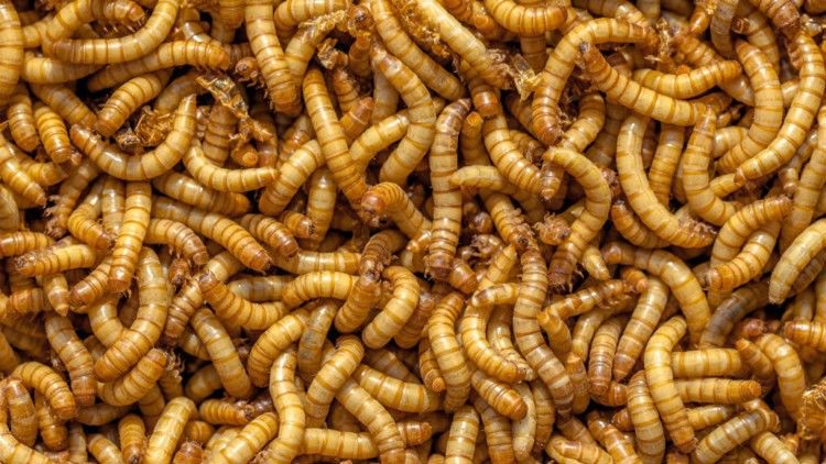 Insect larvae