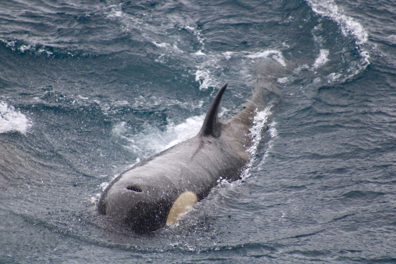 An orca swimming in the ocean