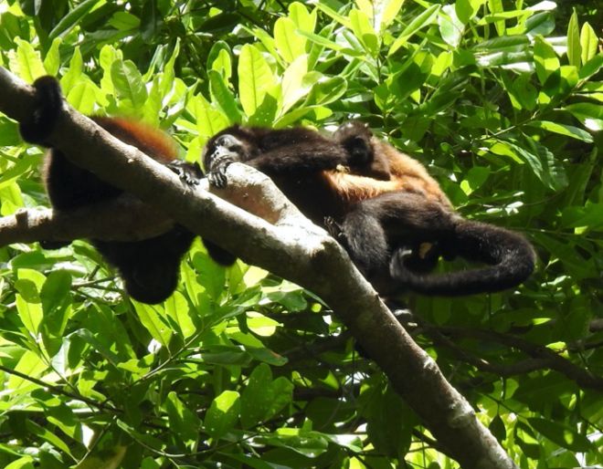 Close up photo fo monkeys sitting in tree in Costa Rica
