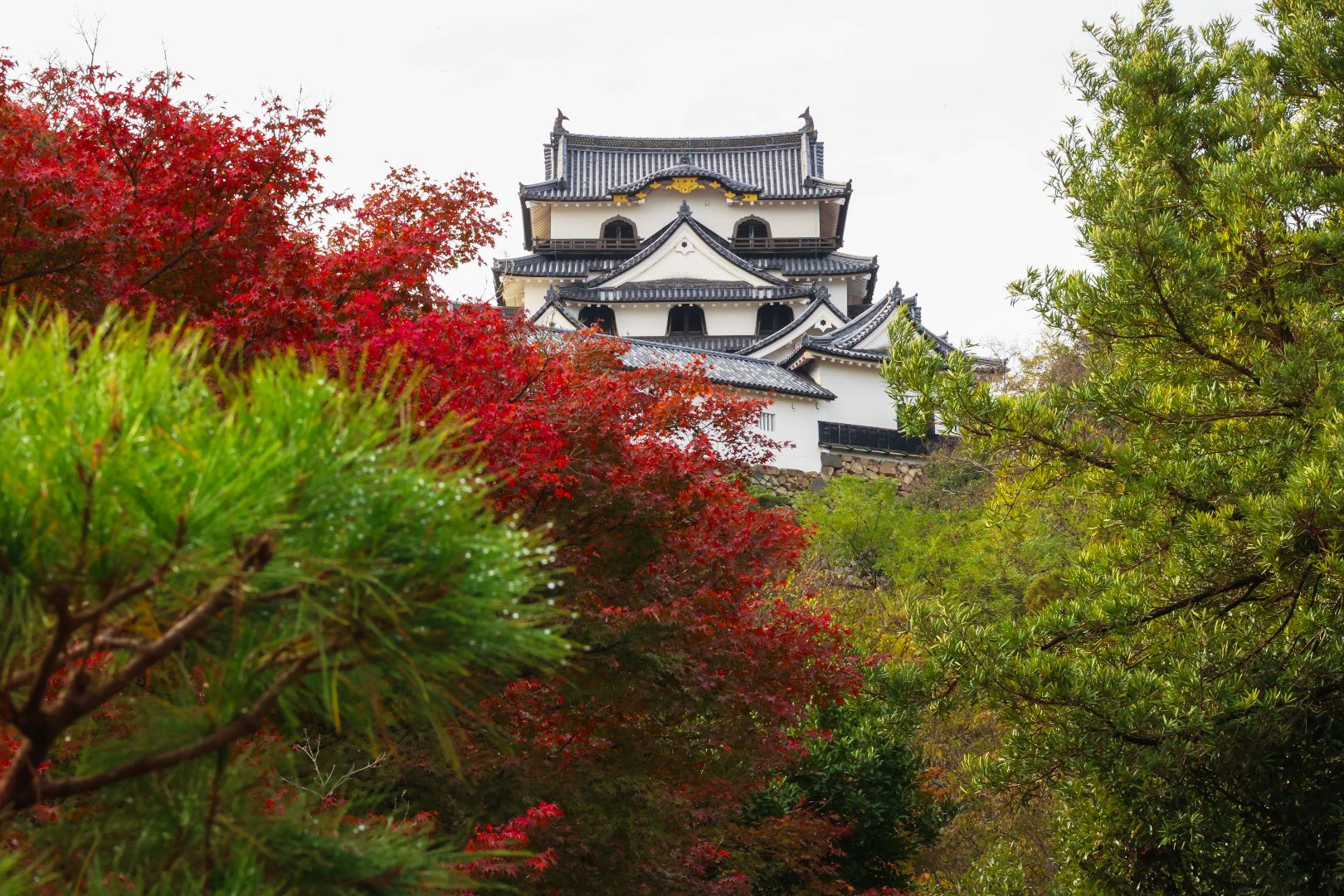 Hikone Castle appearing through the trees of Genkyu-en