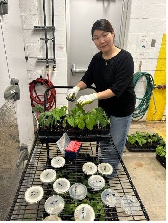 Dukenbayeva wearing gloves works with potted plants in a university greenhouse or plant research facility.