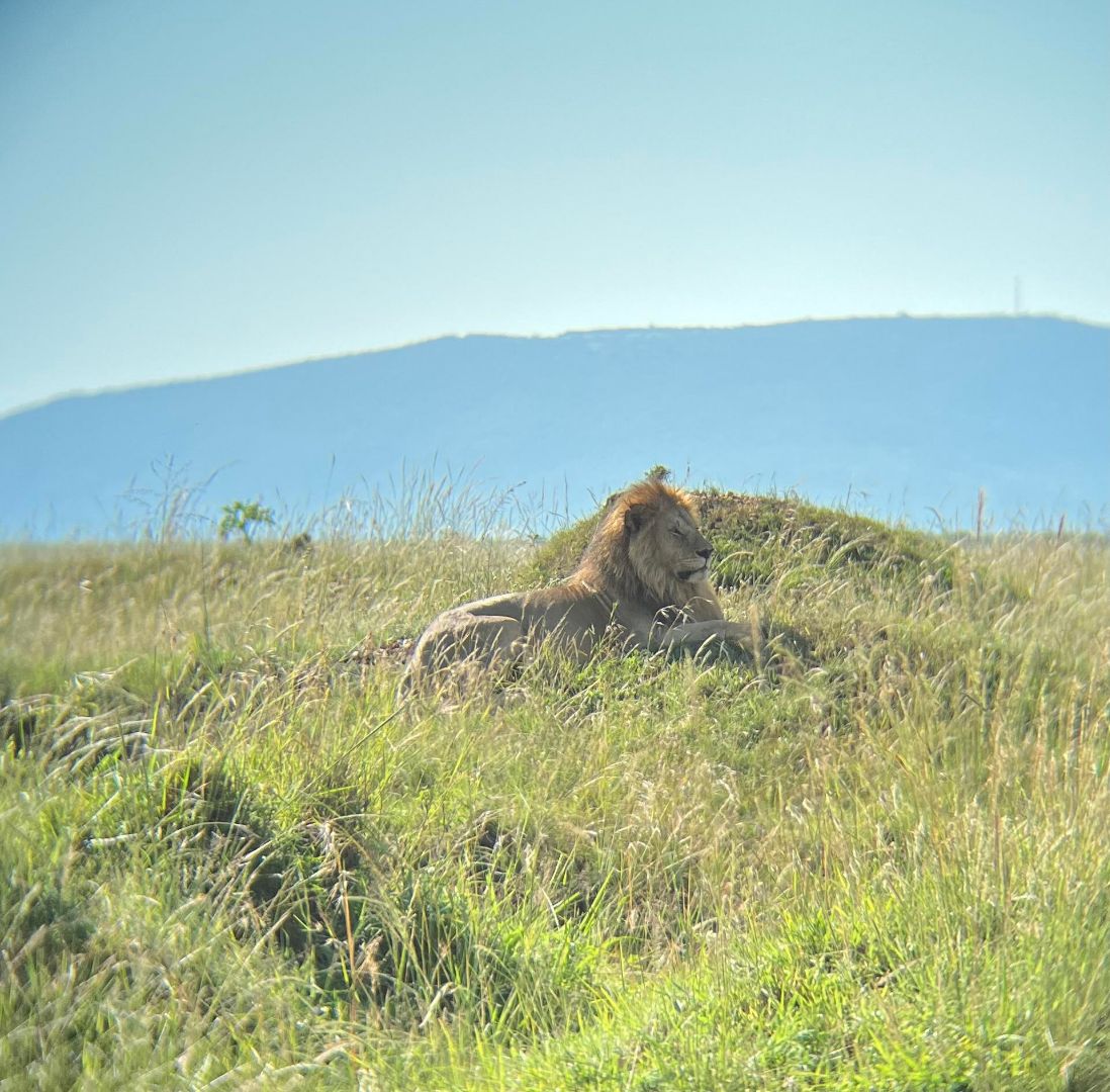 Male lion lying down in the savanah in Kenya