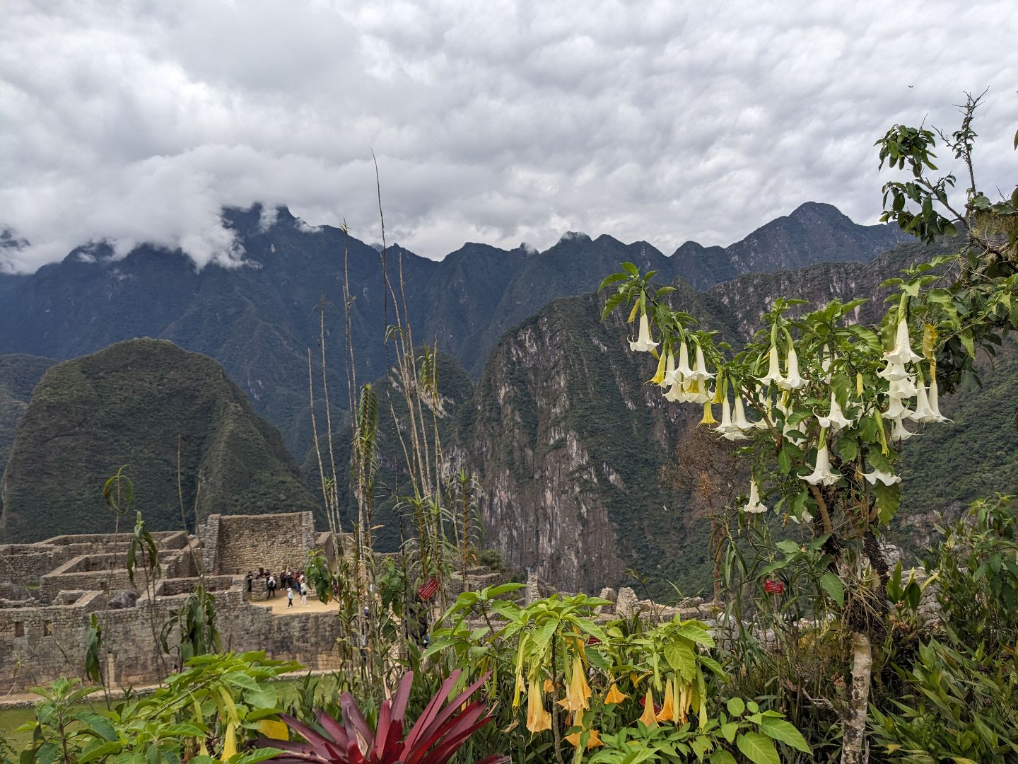 Flowers in foreground of Machu Picchu in Peru