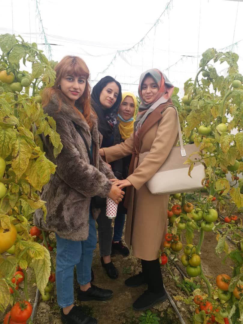Three female Afghan scholars stand in a tomato growing facility