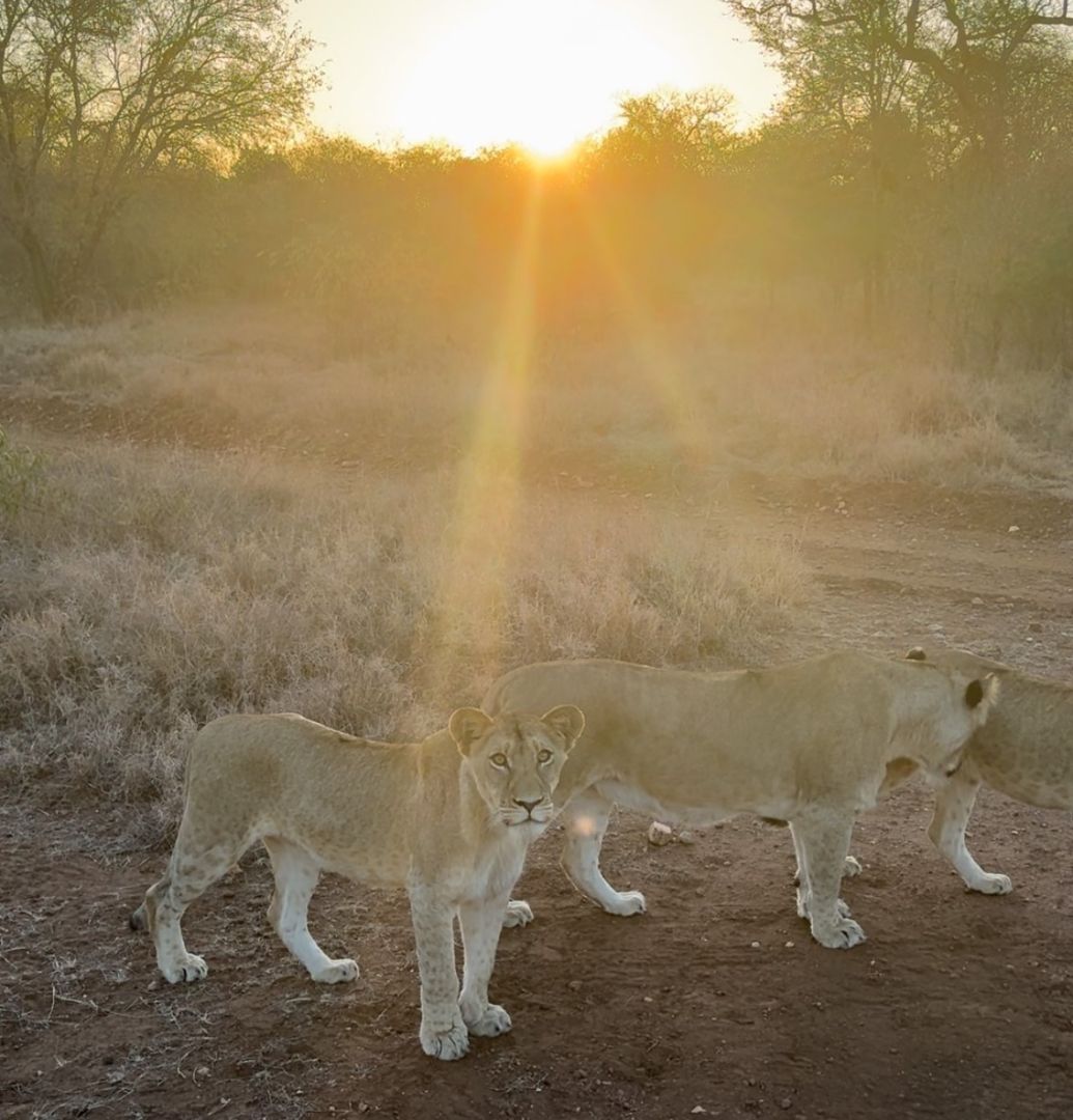 group of 3 female lions at sunrise/sunset