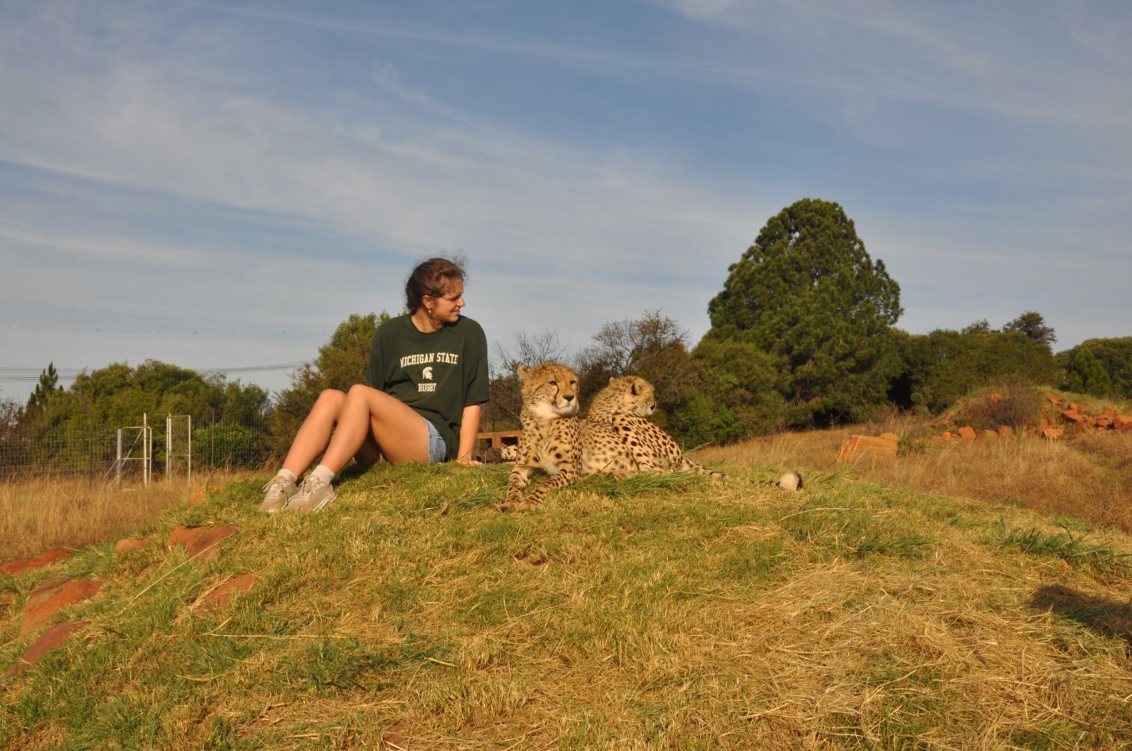 Piper wearing an MSU shirt sitting next to two cheetahs