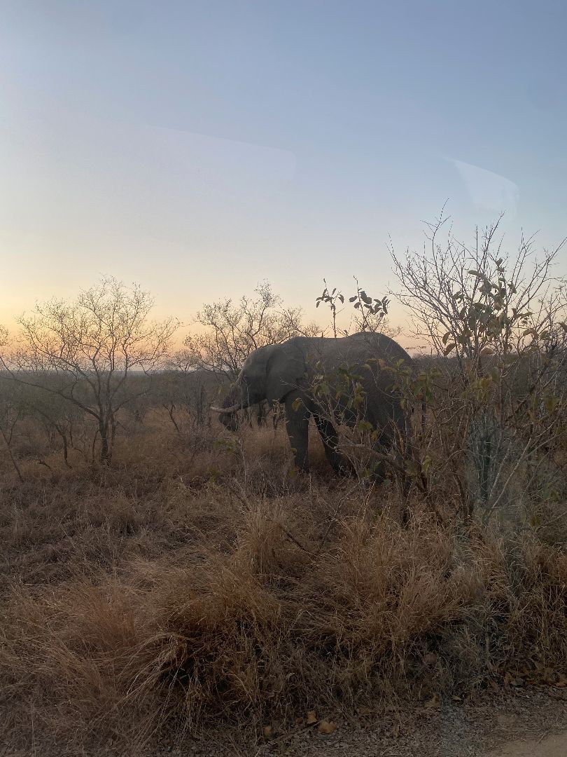 Elephant walking through savanah in the evening