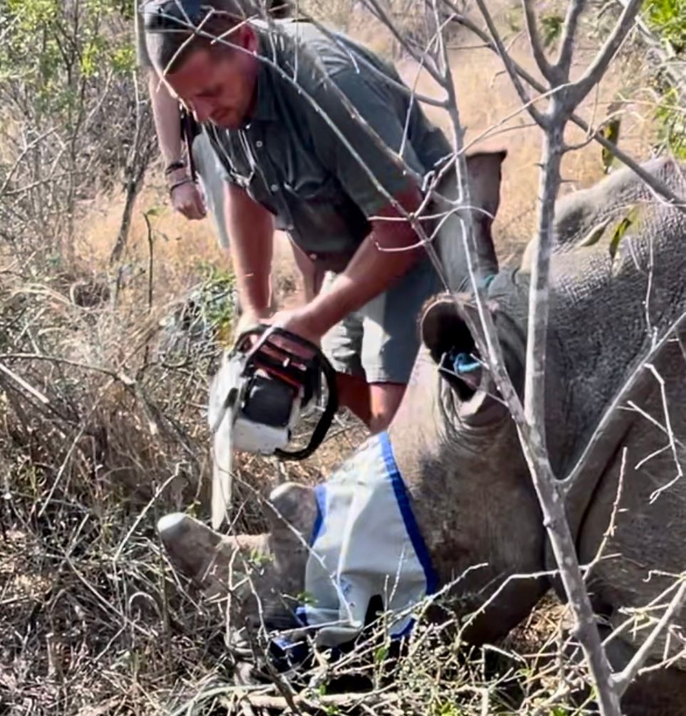 Rhino getting it's horn shaved by a man with a saw in South Africa