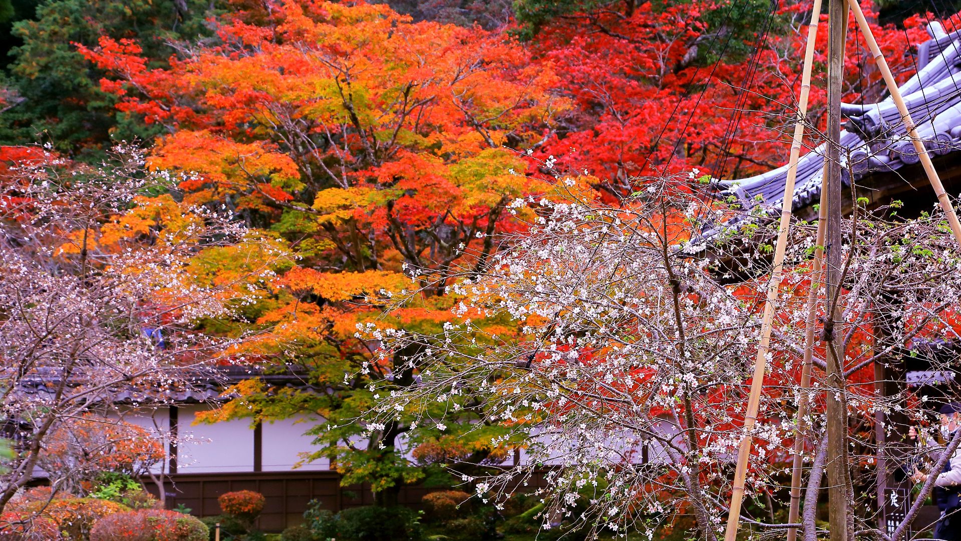 Fall colors and the constantly blooming cherry trees in a temple garden
