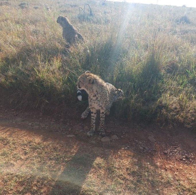 Two cheetahs in the grass