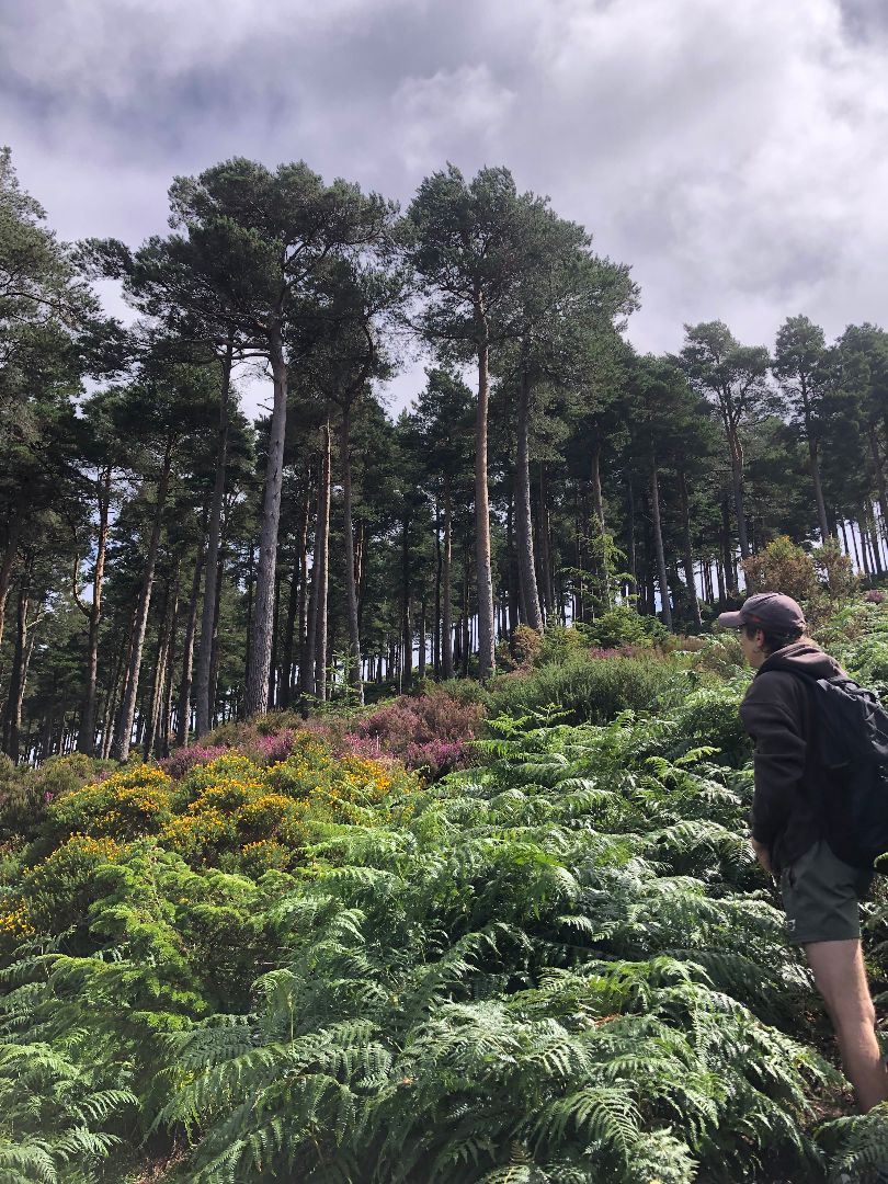 Andrew standing in a field of ferns looking towards a forest of trees