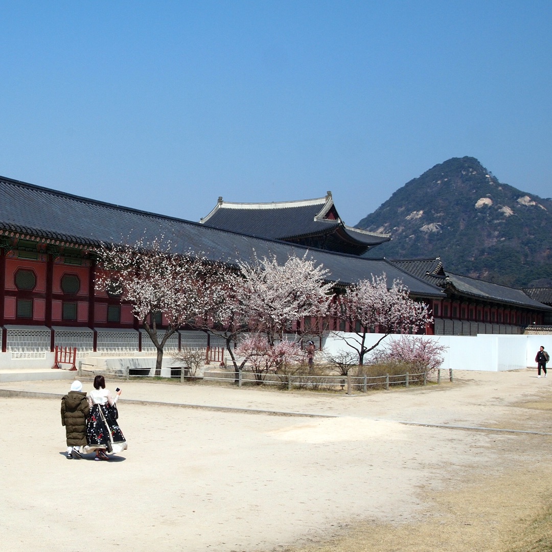 The courtyard of a Korean palace with blossoming trees in the foreground and a mountain in the distance