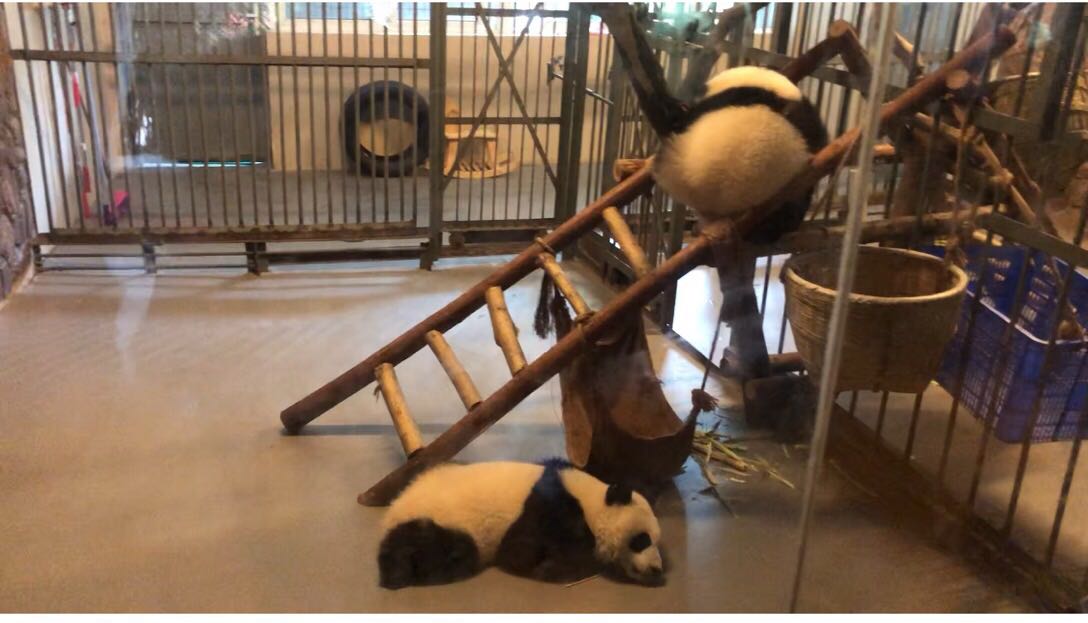 Two baby pandas play in their room.