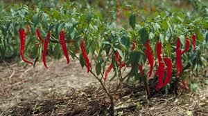 Makaru chili plants