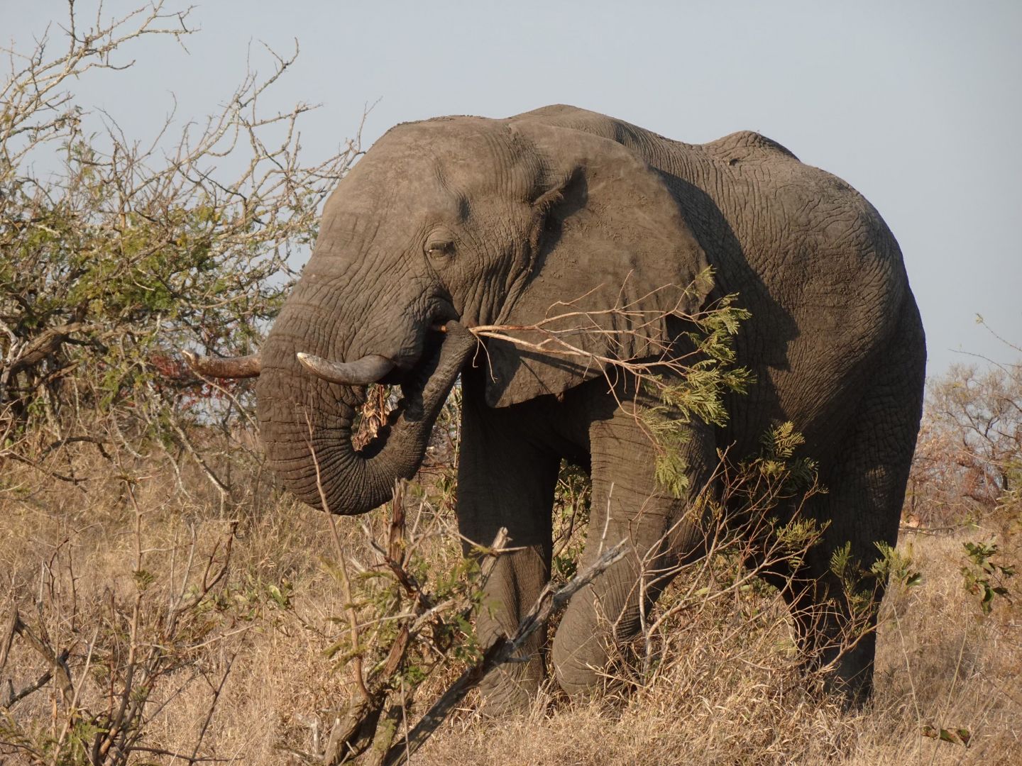 Elephant walking through savanah in South Africa