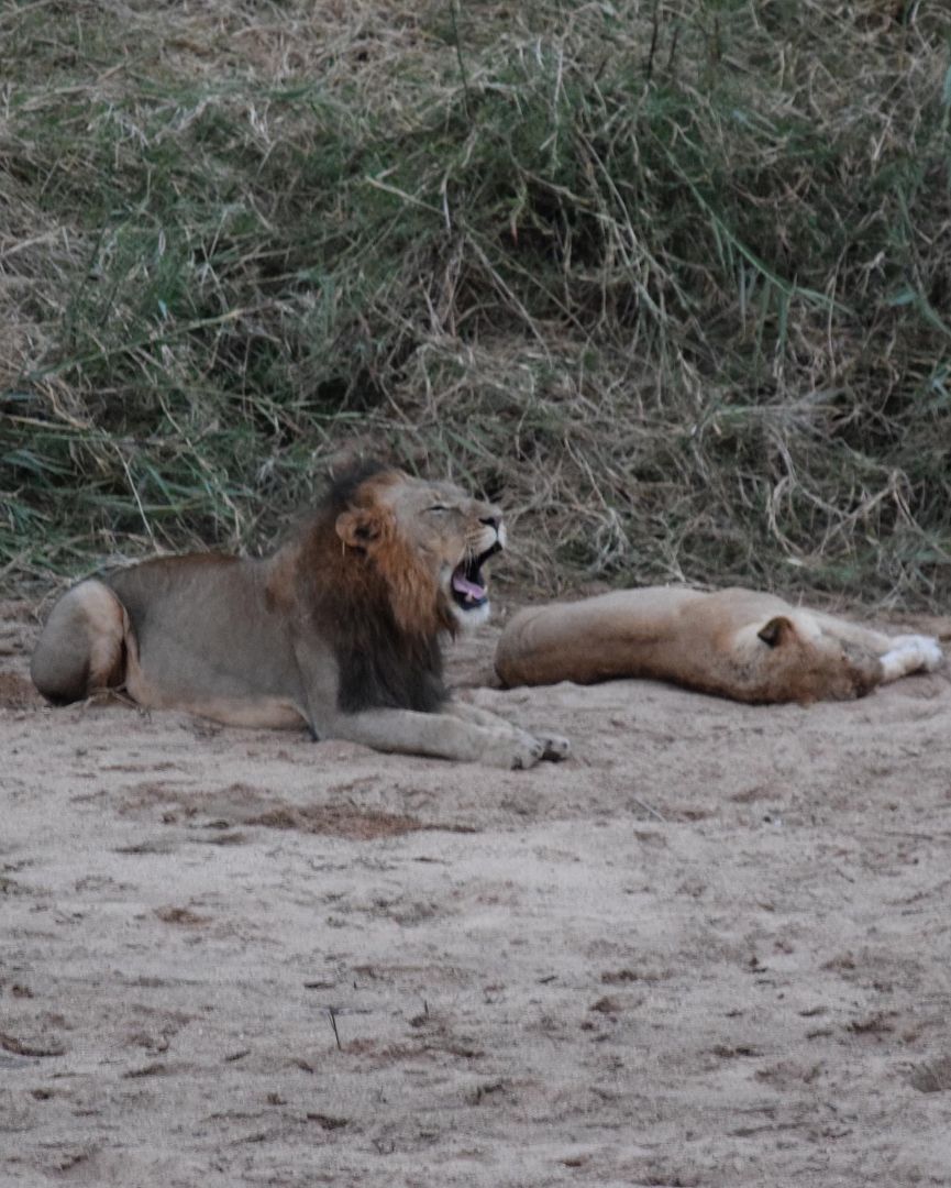 Male lion yawning and female lioness sleeping