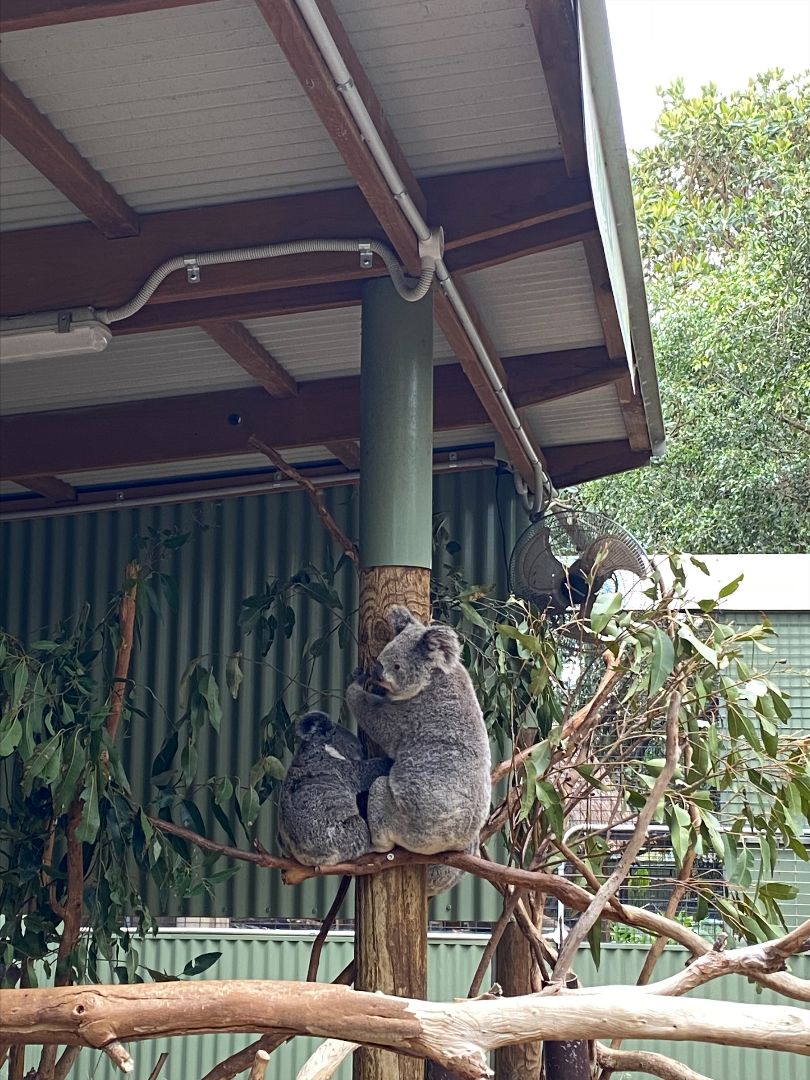 Koala holding onto a post at a zoo