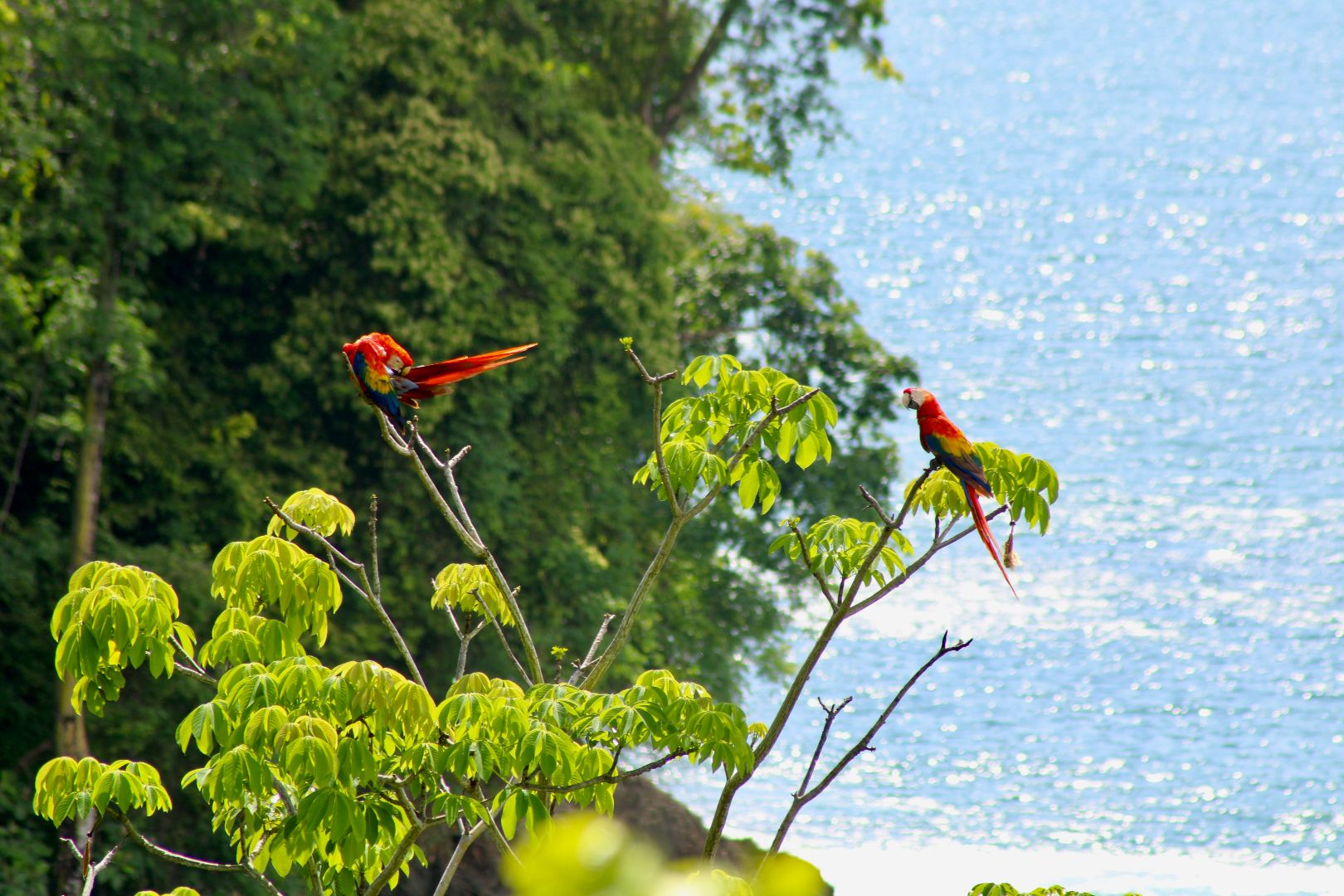 Colorful macaws in a tree in Costa Rica