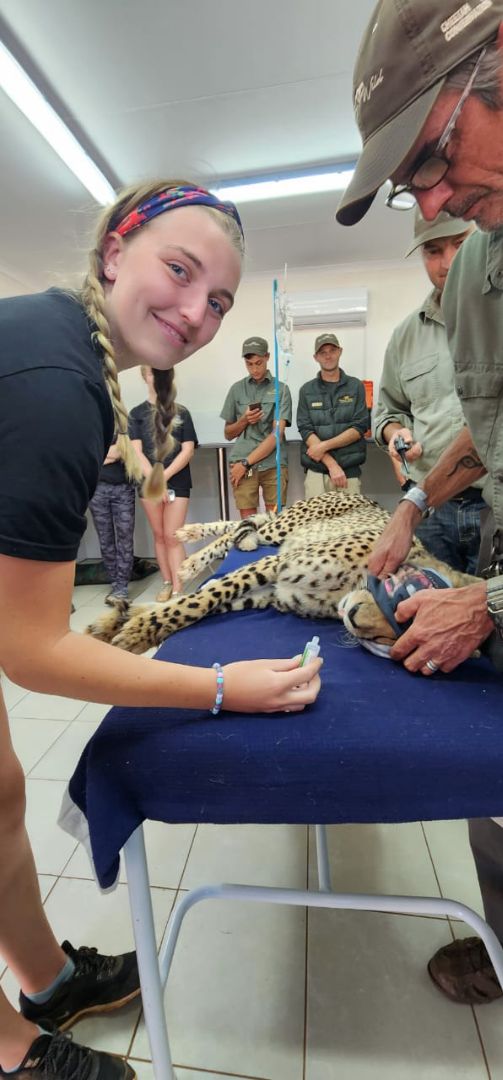 Madison doing dental exam on Cheetah