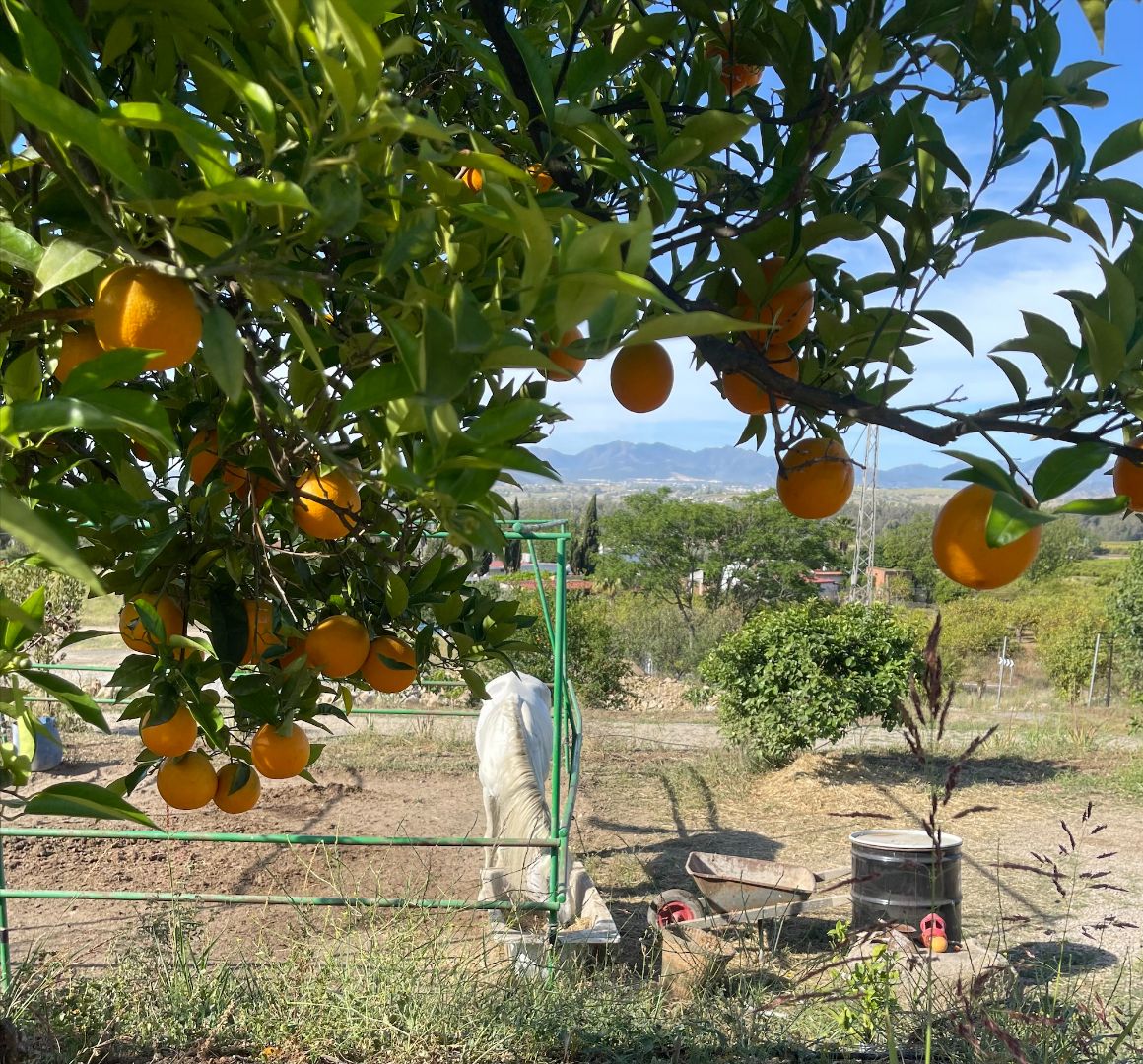 Photo of an orange tree with a white horse eating grass in the background