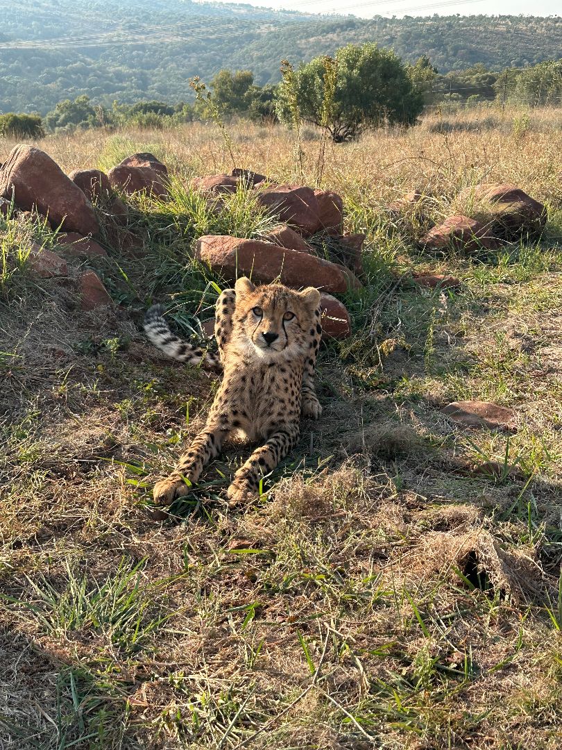 Cheetah laying in grass named Scout