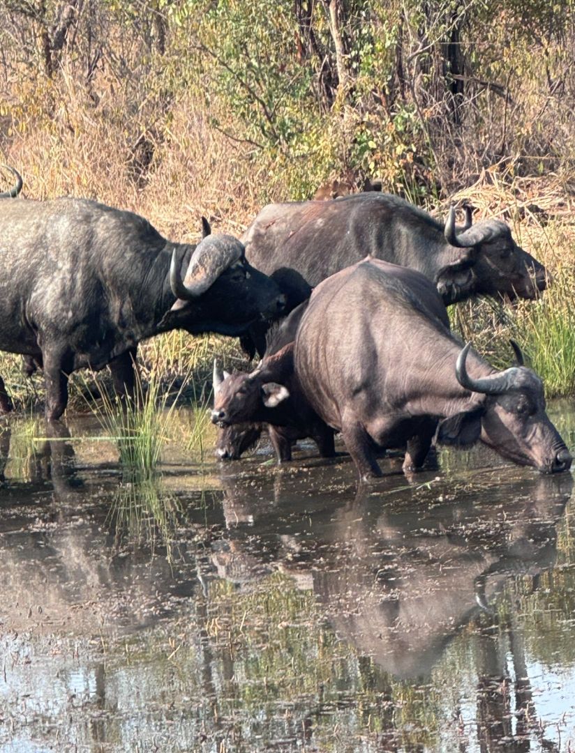 Group of water buffalo at a local drinking hole