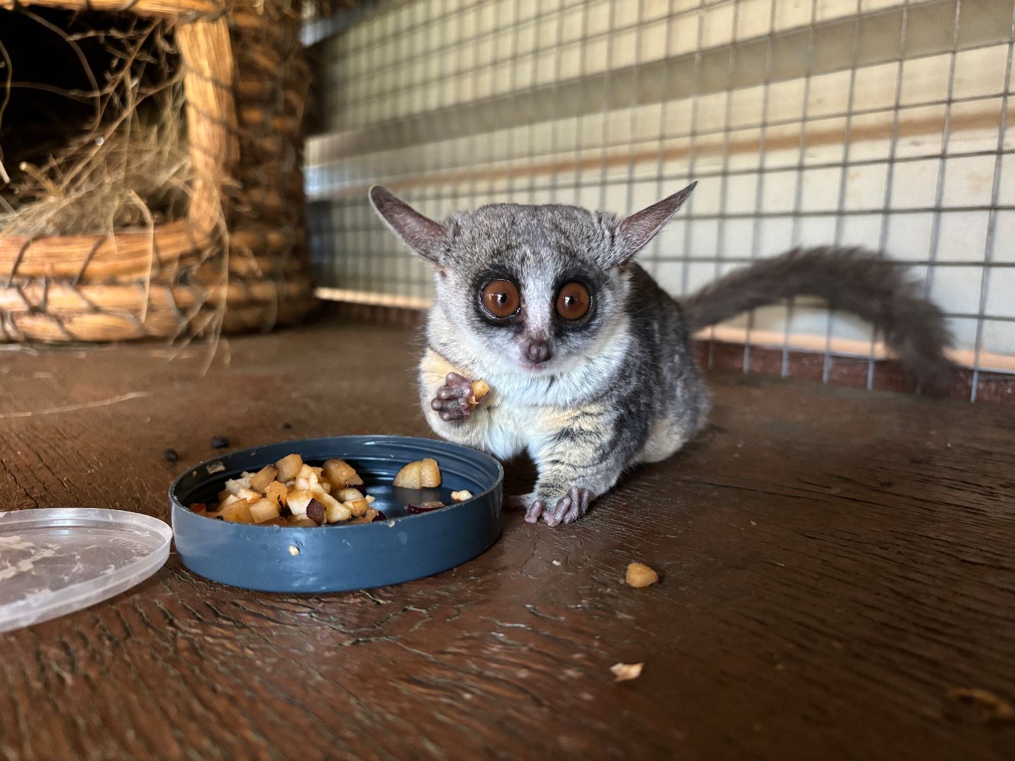 Close up photo of a bush baby eating