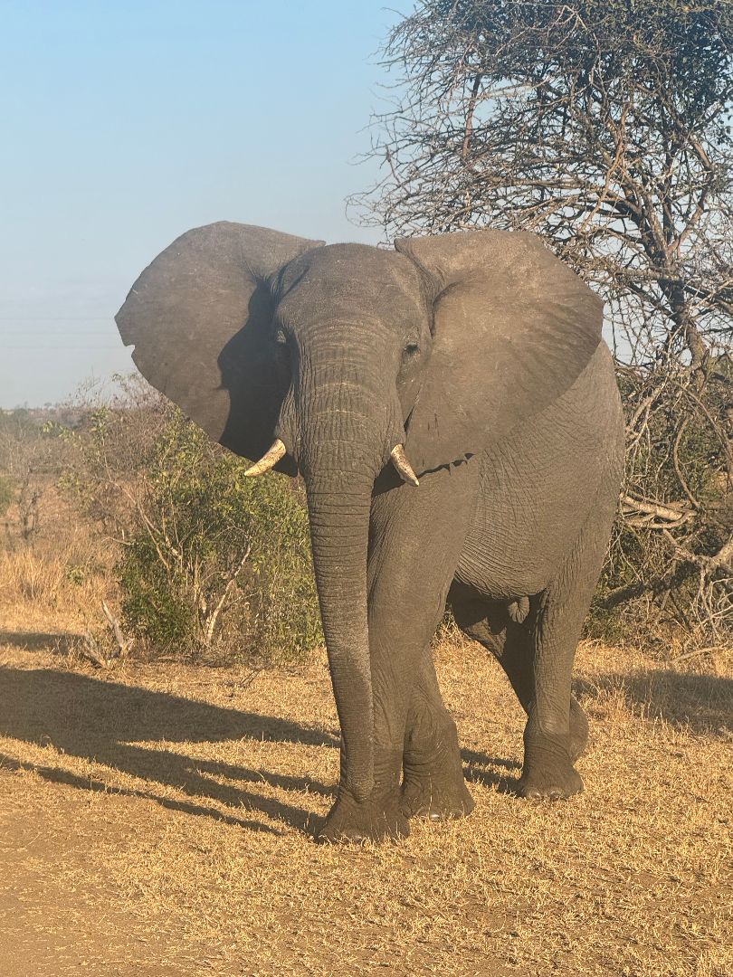 African bush elephant with his ears flapping